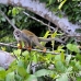 monkey_squirrel_common_la_h_0672_ecu2633.jpg